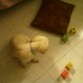 pensativo  juega  o  duerme